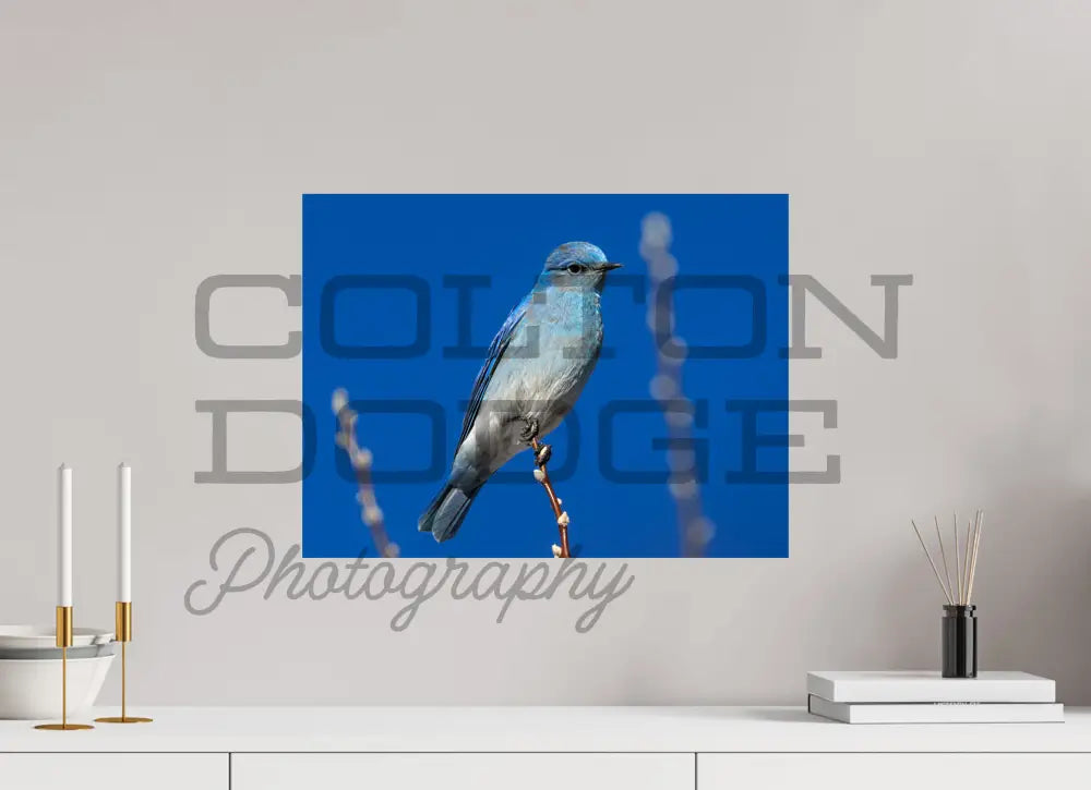 20 x 15″, Photo Print On Fuji Crystal DP II Mountain Blue Bird