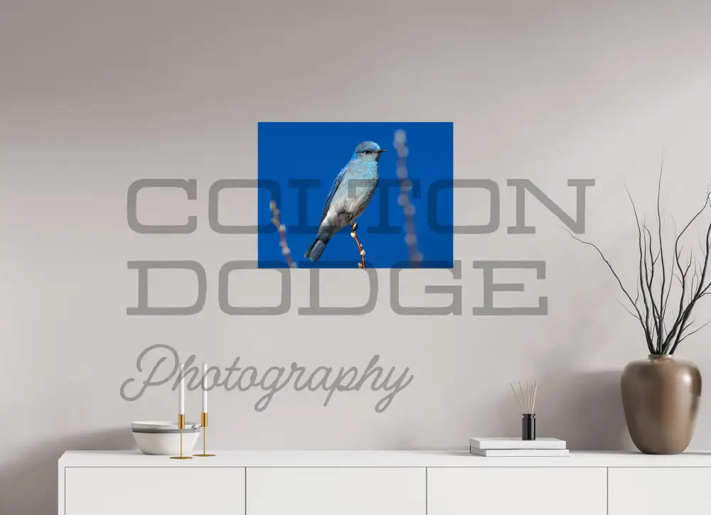 24 x 18″, Photo Print On Fuji Crystal DP II Mountain Blue Bird