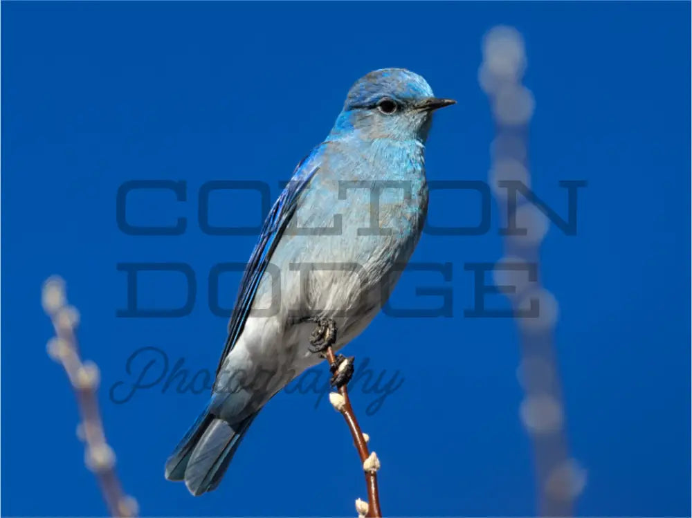 Main image Mountain Blue Bird
