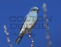 Mountain Bluebird - Digital