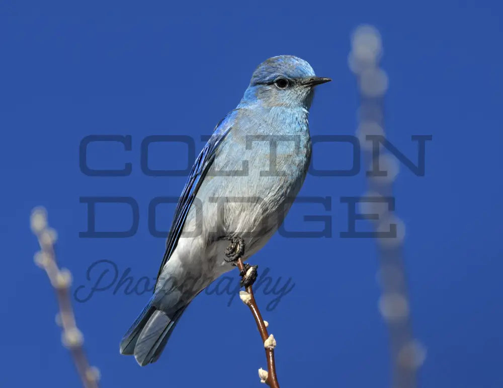 Mountain Bluebird - Digital