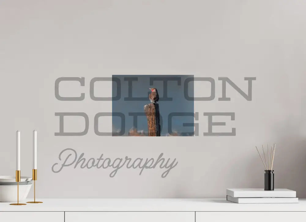 12 x 9″, Photo Print On Fuji Crystal DP II Northern Flicker