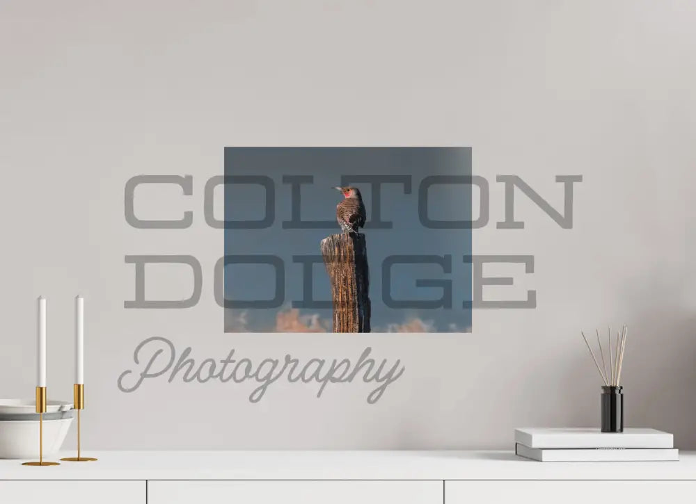 16 x 12″, Photo Print On Fuji Crystal DP II Northern Flicker