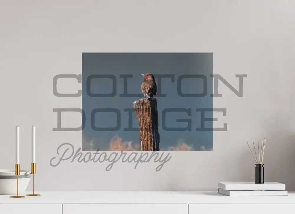 20 x 15″, Photo Print On Fuji Crystal DP II Northern Flicker