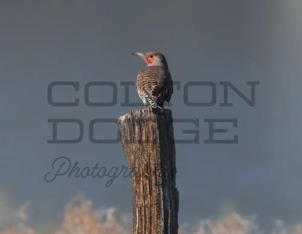 Northern Flicker - Digital