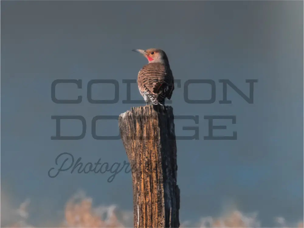 Main image Northern Flicker