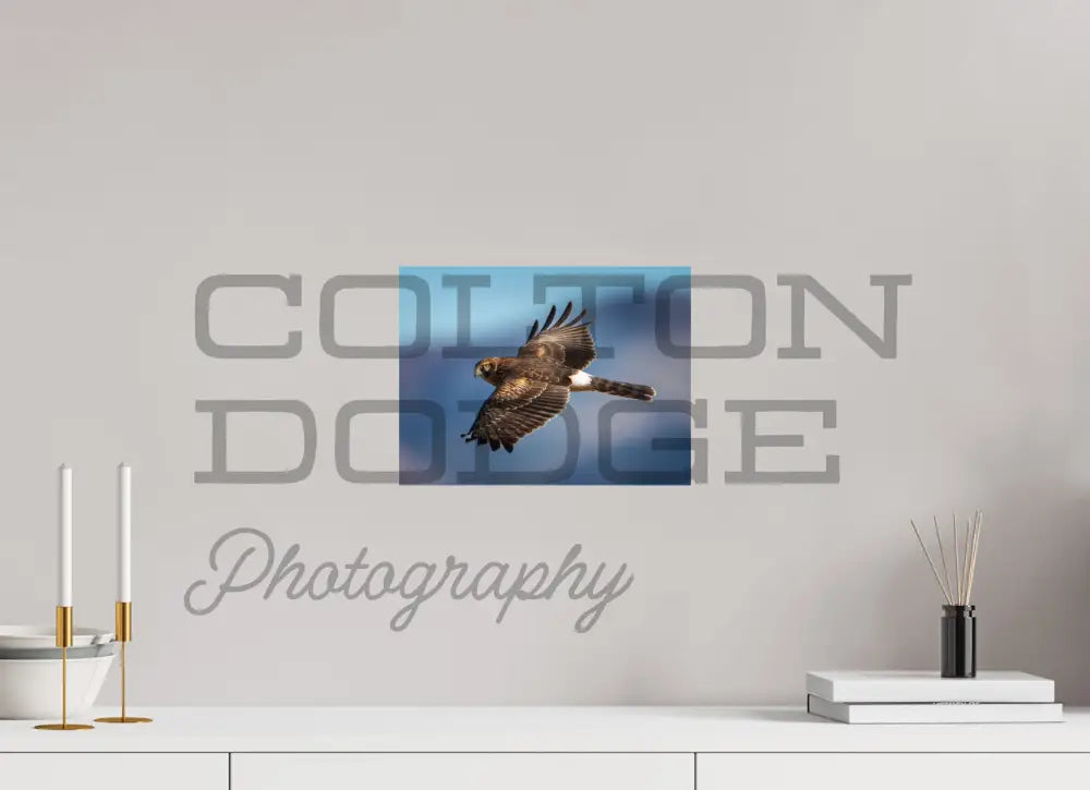 12 x 9″, Photo Print On Fuji Crystal DP II Northern Harrier