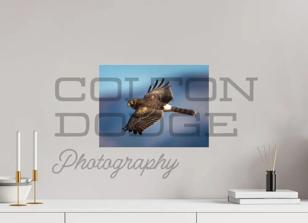 16 x 12″, Photo Print On Fuji Crystal DP II Northern Harrier