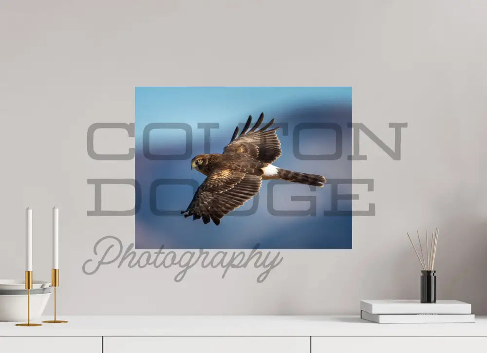 20 x 15″, Photo Print On Fuji Crystal DP II Northern Harrier