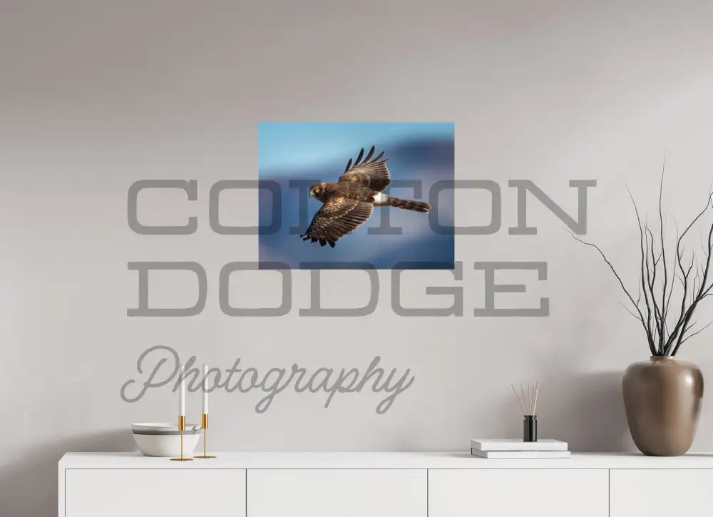 24 x 18″, Photo Print On Fuji Crystal DP II Northern Harrier