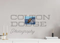 8 x 6″, Photo Print On Fuji Crystal DP II Northern Harrier