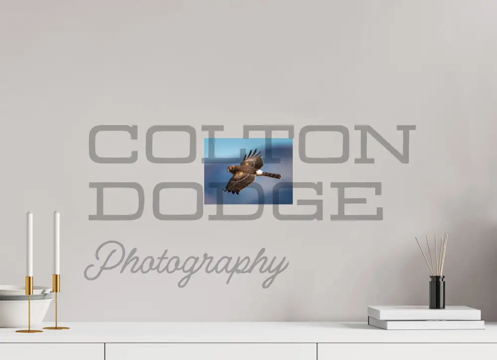 8 x 6″, Photo Print On Fuji Crystal DP II Northern Harrier