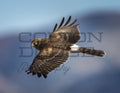 Northern Harrier - Digital