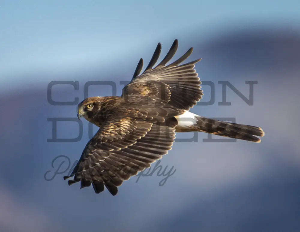 Northern Harrier - Digital