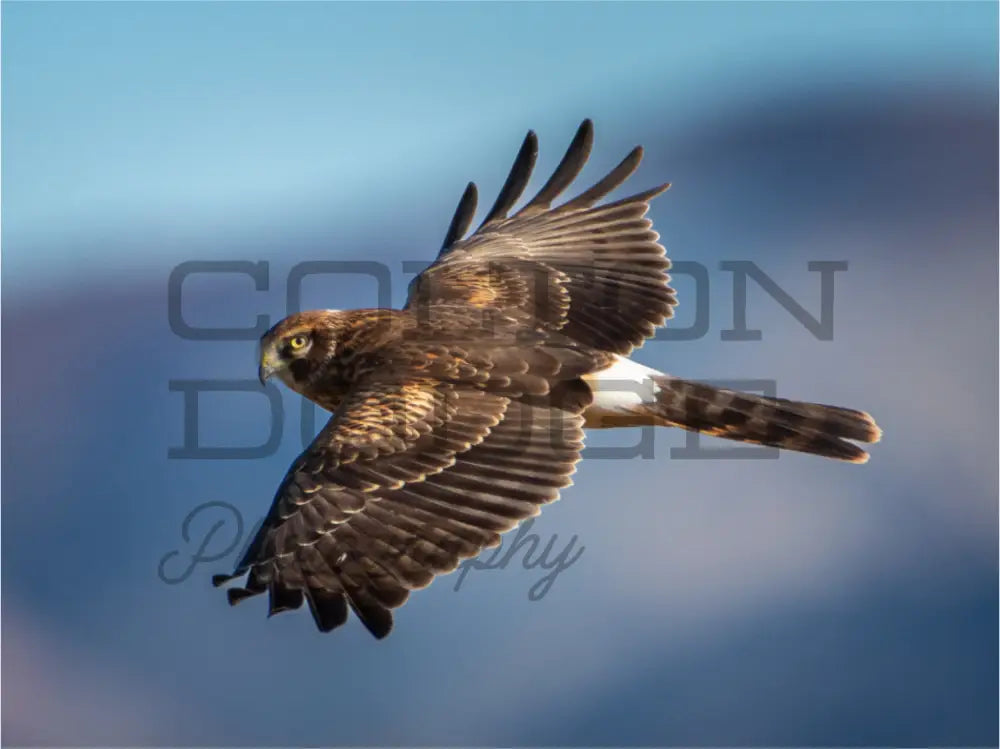 Main image Northern Harrier