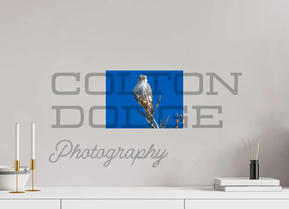 12 x 9″, Photo Print On Fuji Crystal DP II Prairie Falcon