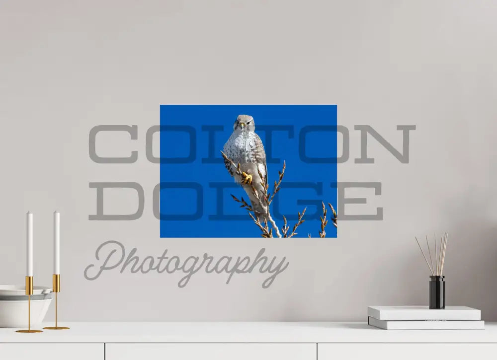 16 x 12″, Photo Print On Fuji Crystal DP II Prairie Falcon