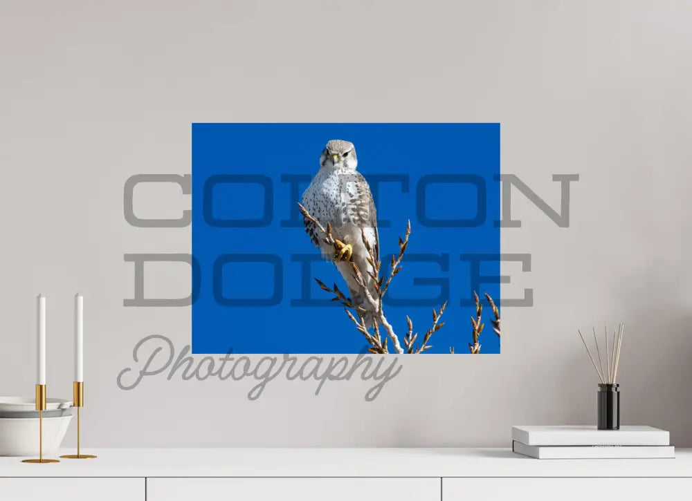 20 x 15″, Photo Print On Fuji Crystal DP II Prairie Falcon
