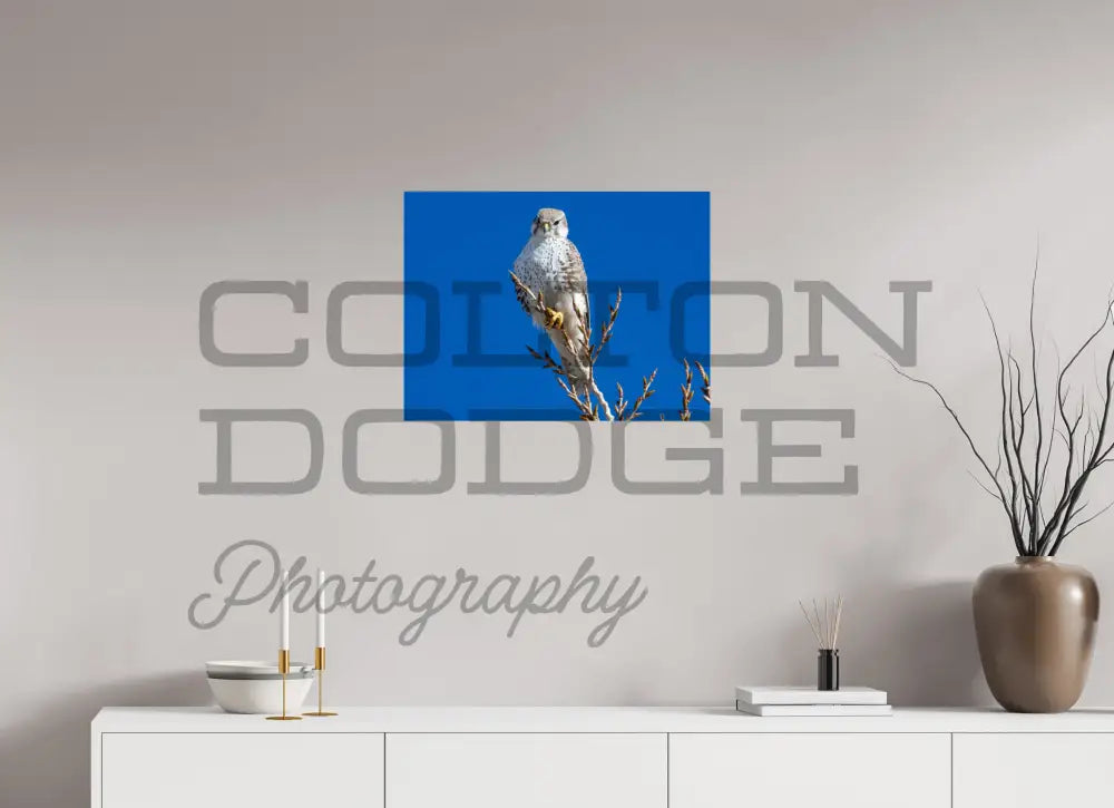 24 x 18″, Photo Print On Fuji Crystal DP II Prairie Falcon