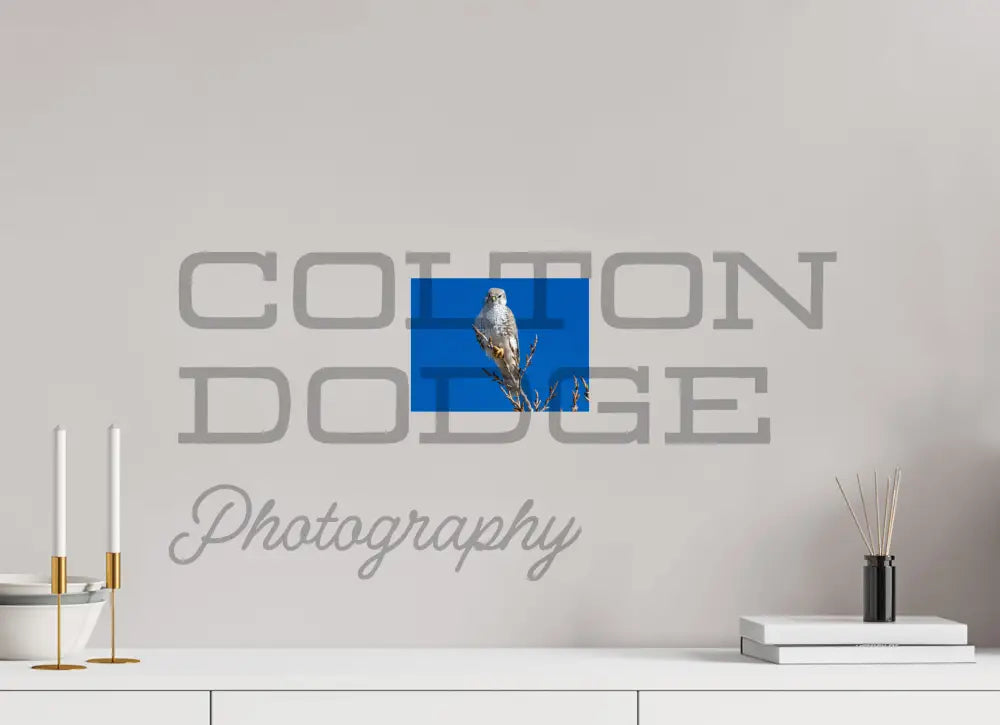 8 x 6″, Photo Print On Fuji Crystal DP II Prairie Falcon
