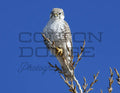 Prairie Falcon - Digital