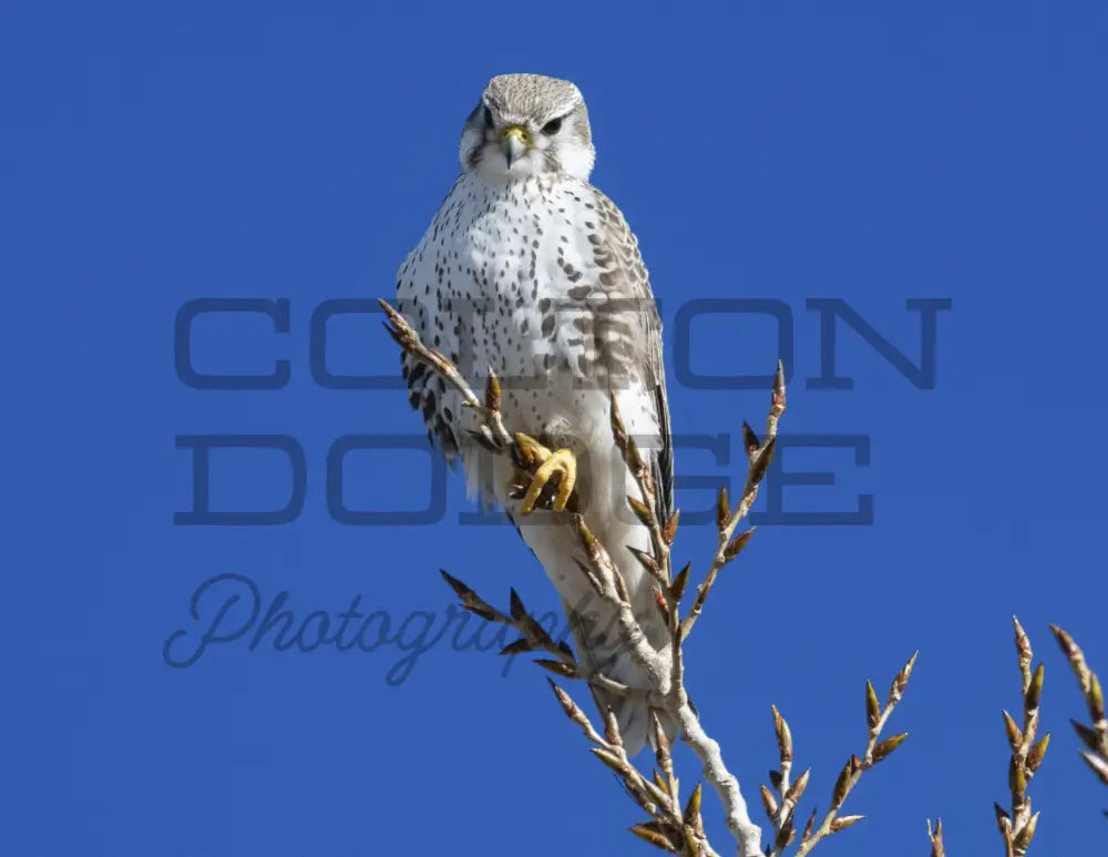 Prairie Falcon - Digital