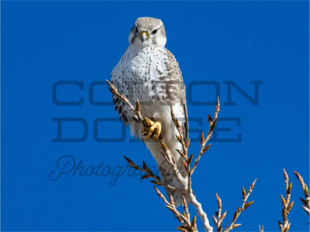 Main image Prairie Falcon
