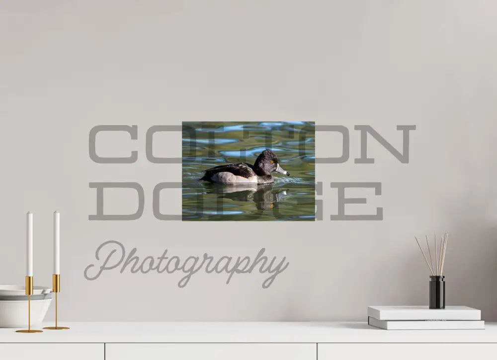 12 x 9″, Photo Print On Fuji Crystal DP II Ring-Necked Duck