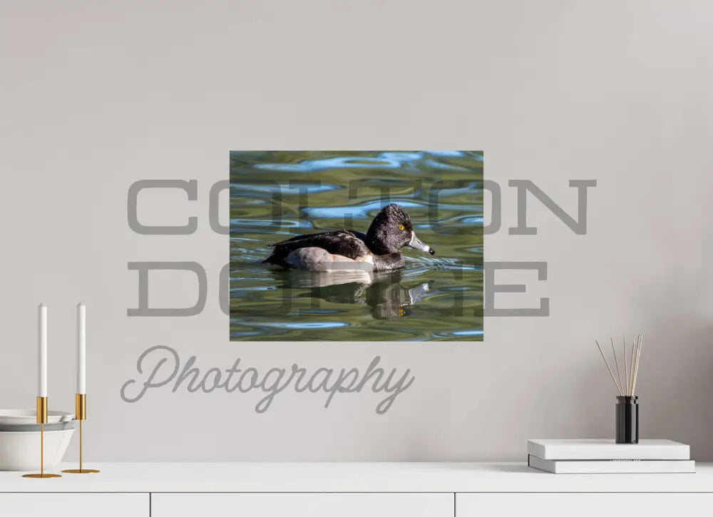 16 x 12″, Photo Print On Fuji Crystal DP II Ring-Necked Duck