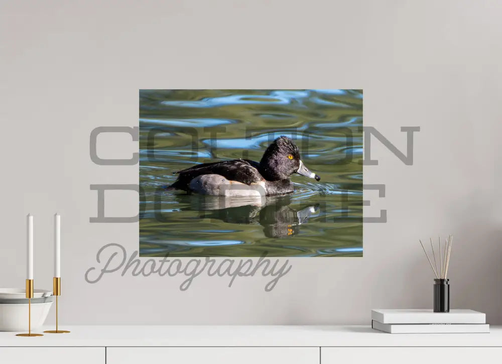 20 x 15″, Photo Print On Fuji Crystal DP II Ring-Necked Duck