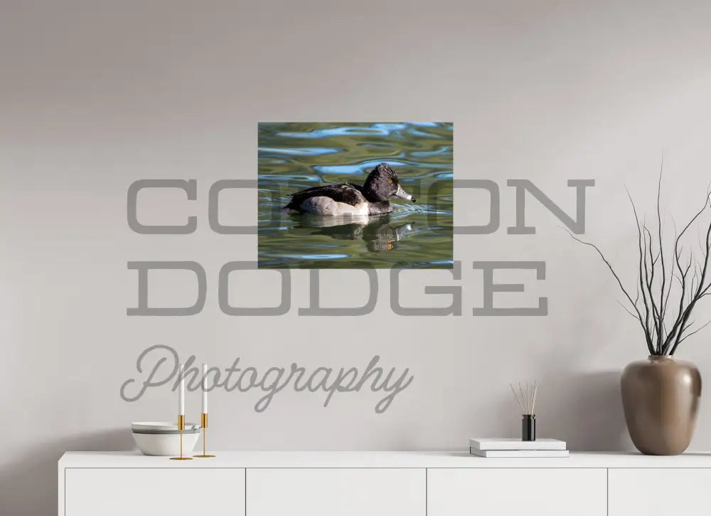 24 x 18″, Photo Print On Fuji Crystal DP II Ring-Necked Duck