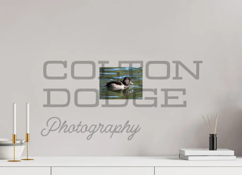 8 x 6″, Photo Print On Fuji Crystal DP II Ring-Necked Duck