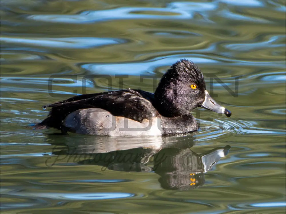 Main image Ring-Necked Duck