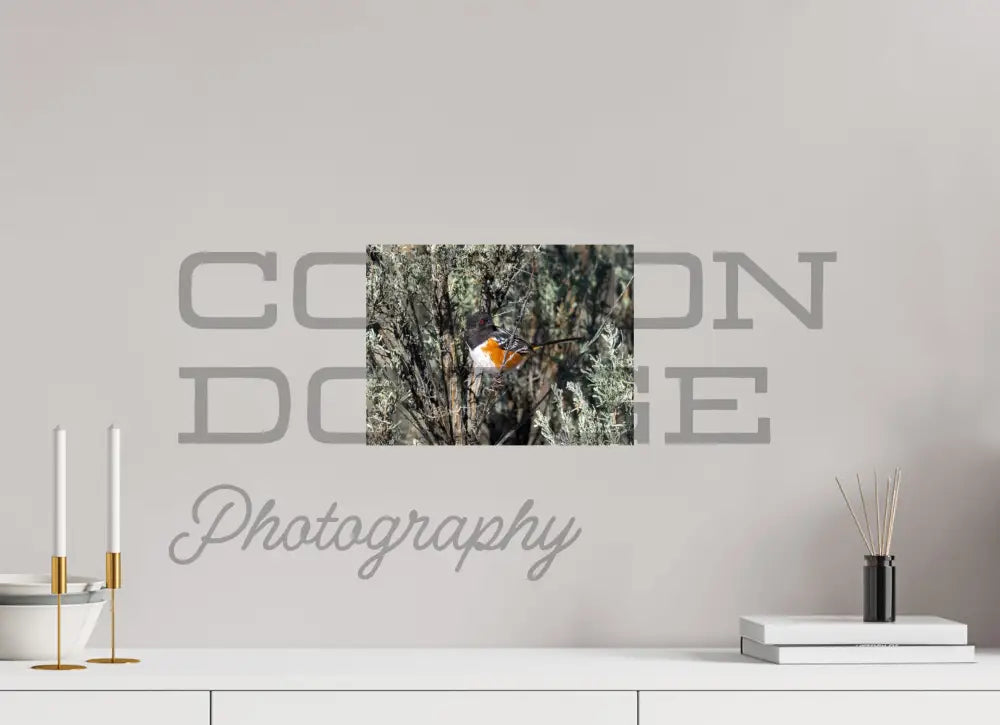 12 x 9″, Photo Print On Fuji Crystal DP II Spotted Towhee