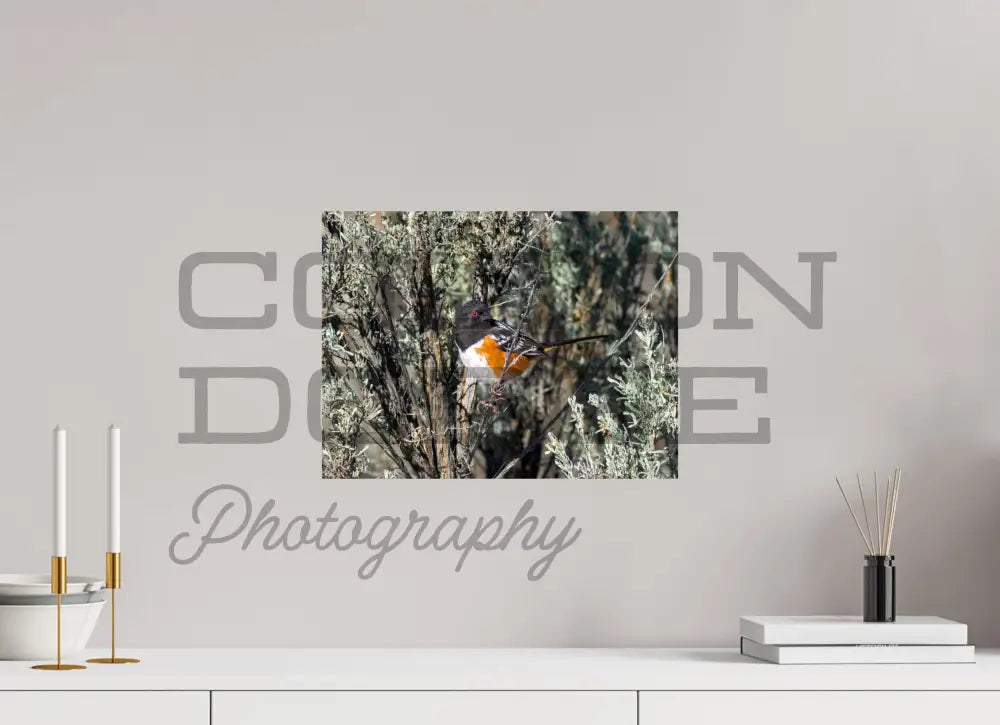 16 x 12″, Photo Print On Fuji Crystal DP II Spotted Towhee