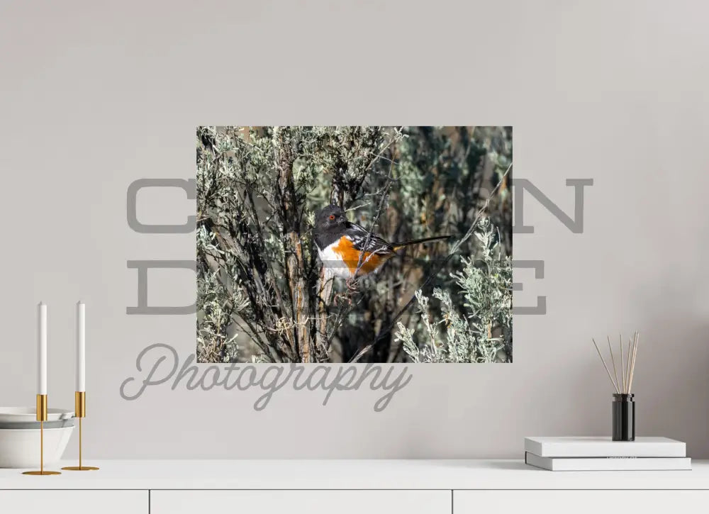 20 x 15″, Photo Print On Fuji Crystal DP II Spotted Towhee