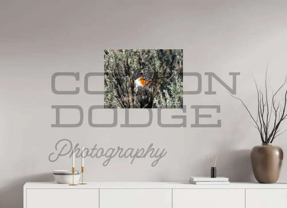 24 x 18″, Photo Print On Fuji Crystal DP II Spotted Towhee