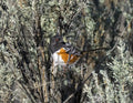 Spotted Towhee - Digital