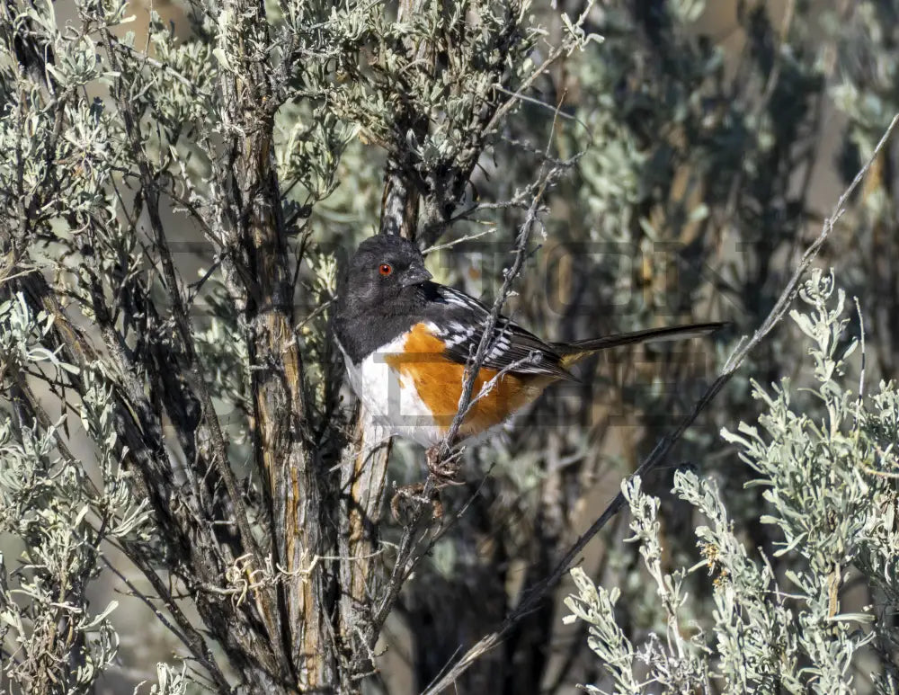 Spotted Towhee - Digital