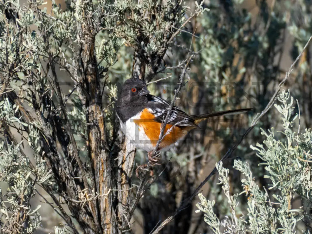 Main image Spotted Towhee